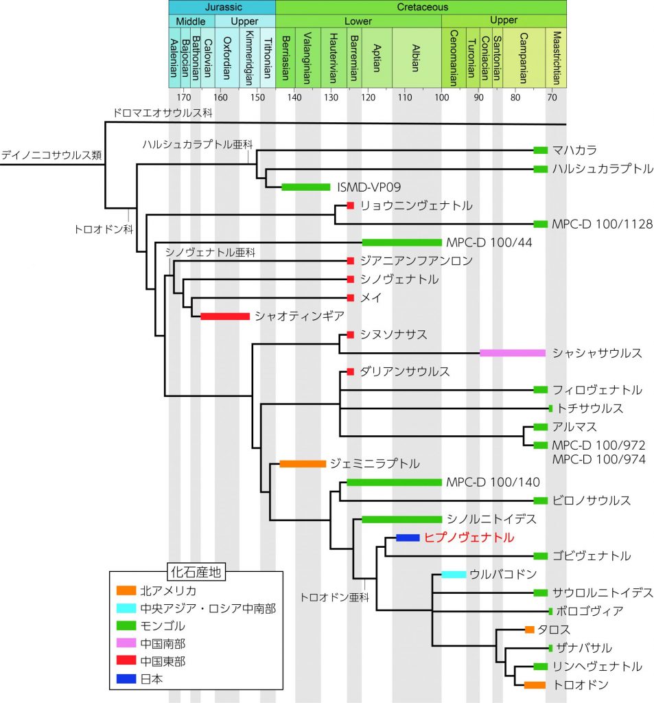 本研究で提唱したトロオドン科の系統樹 / 兵庫県立人と自然の博物館提供