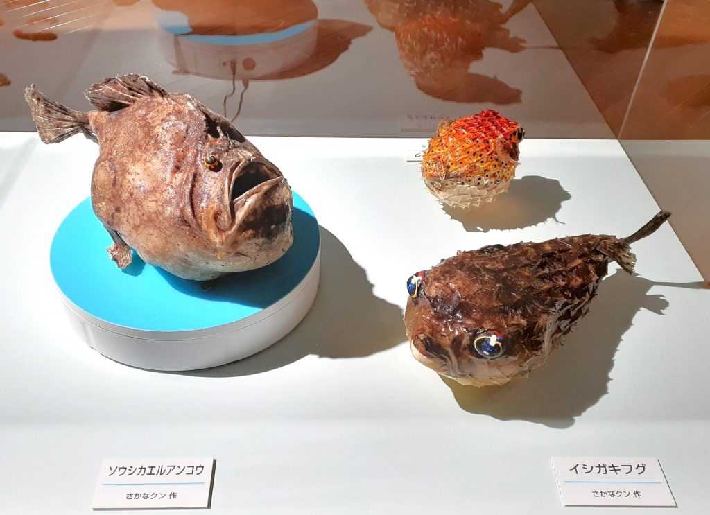 ユーモラスな表情の魚のはく製（さかなクン作）