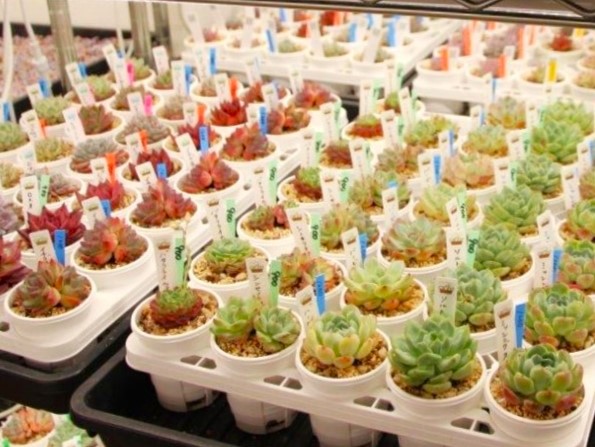 それほんとに“サボテン”？←実は呼び分けに定義が存在 多肉植物の魅力