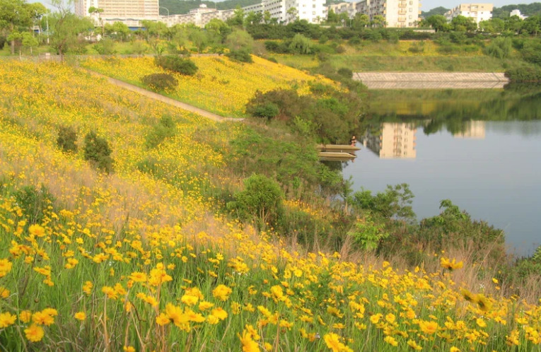 固有の植物を覆い尽くす特定外来生物「オオキンケイギク」（神戸市提供）