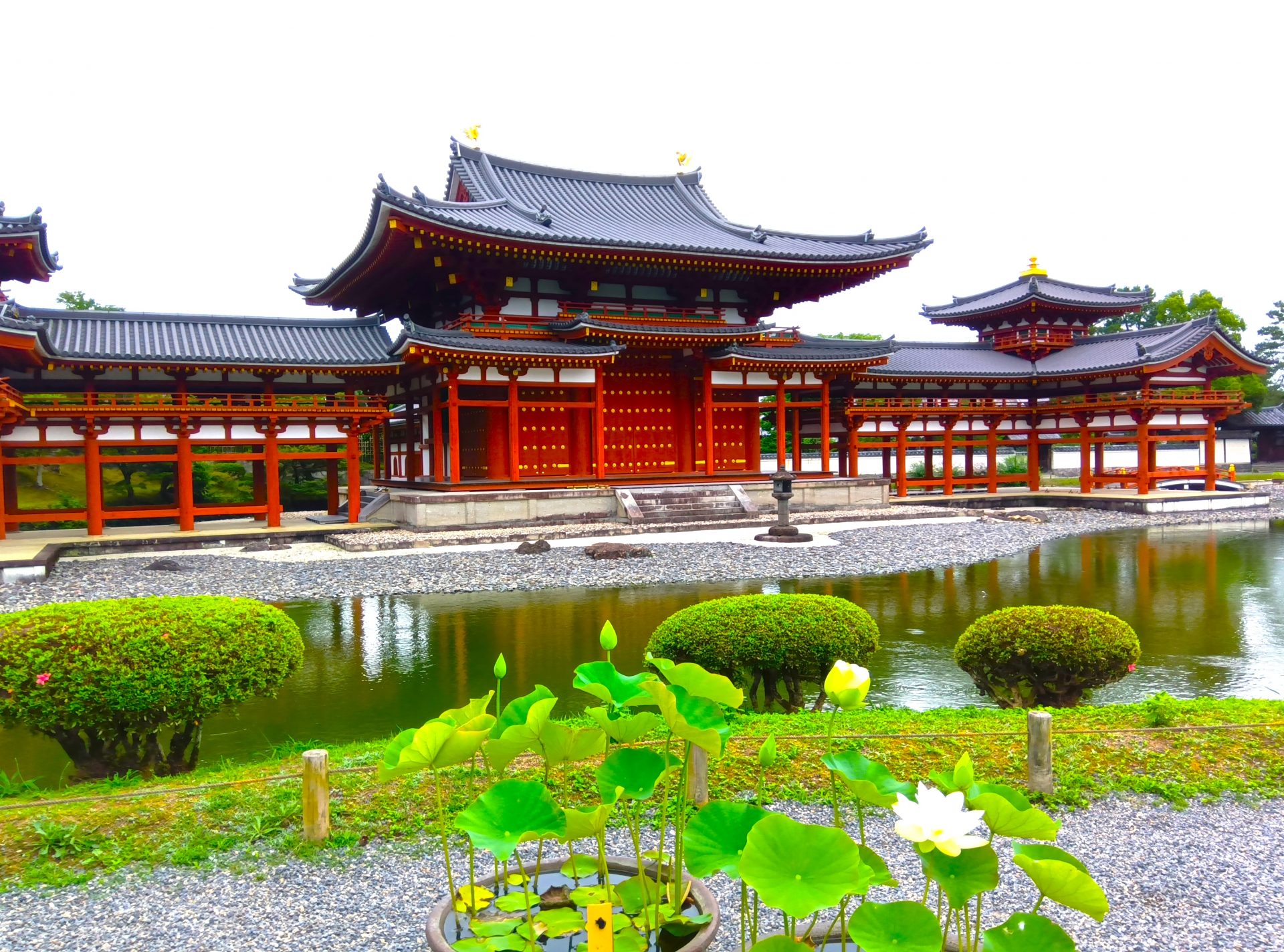 蓮の開花、”スパイシーで甘い香り”に夏を感じて 世界文化遺産・平等院