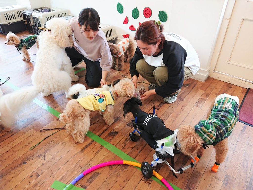 犬の幼稚園の生徒たち