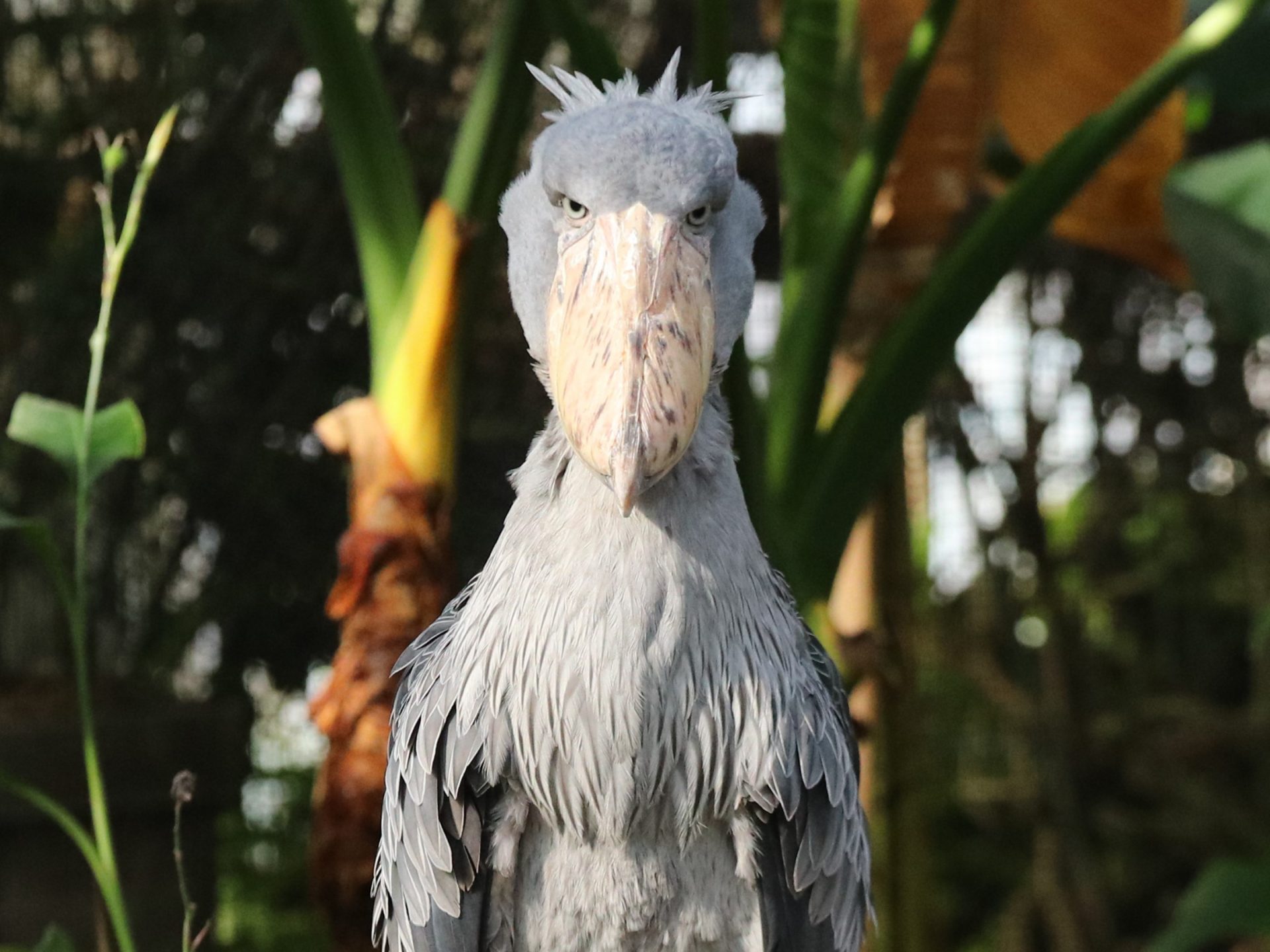 0524-5300-ハシビロコウ様【6点】 0524-5300-ハシビロコウ様【6点】 0524-5300-ハシビロコウ様【6点