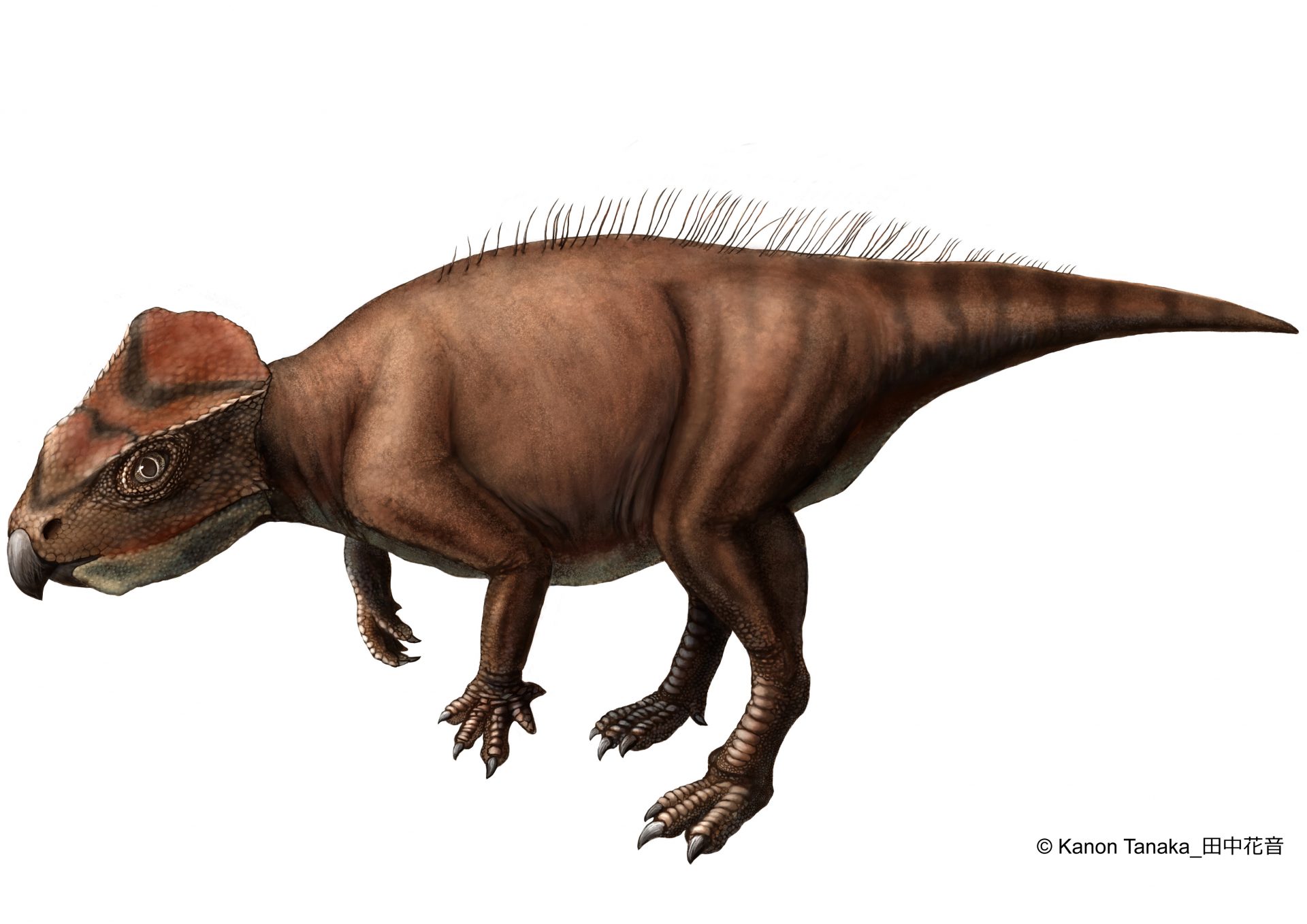 丹波篠山で新種の角竜類を発見「ササヤマグノームス・サエグサイ