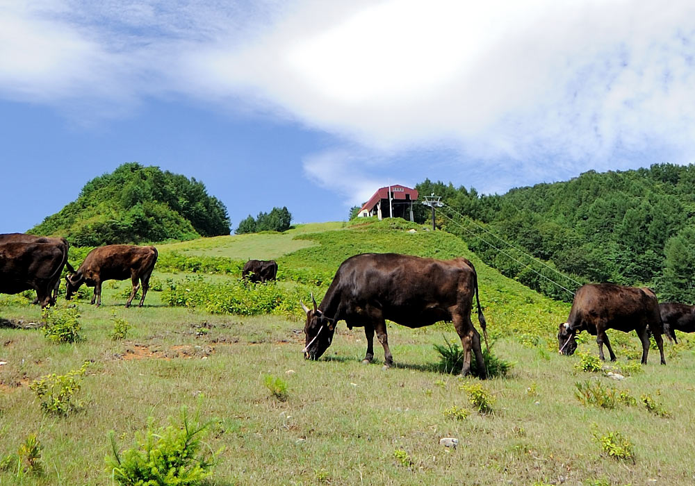 香美町小代区は但馬牛の原産地（画像提供：香美町）