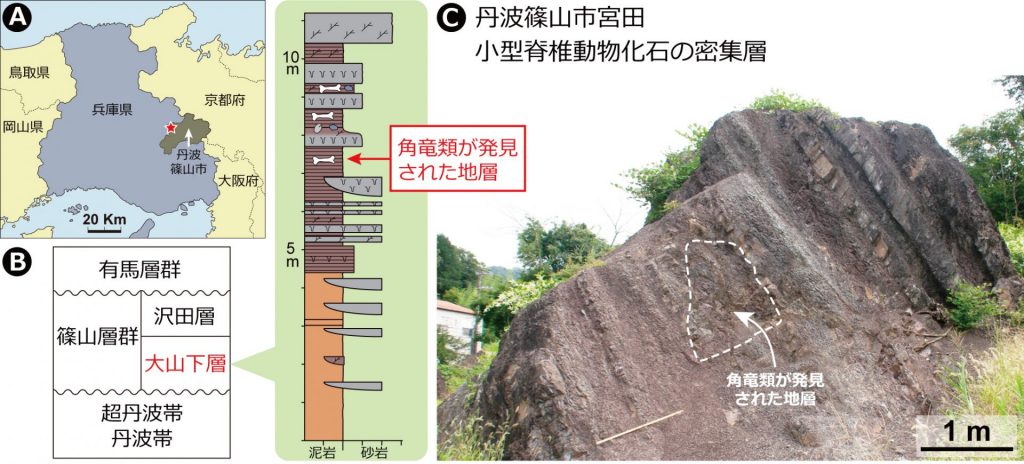 画像提供：兵庫県立人と自然の博物館