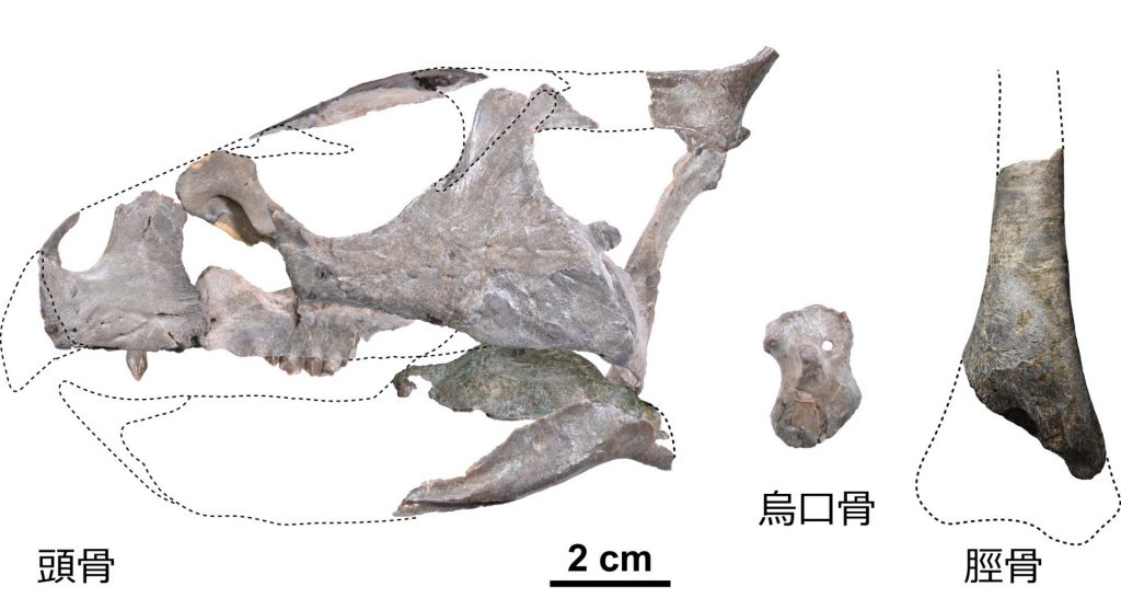 発見された角竜の化石　画像提供：兵庫県立人と自然の博物館