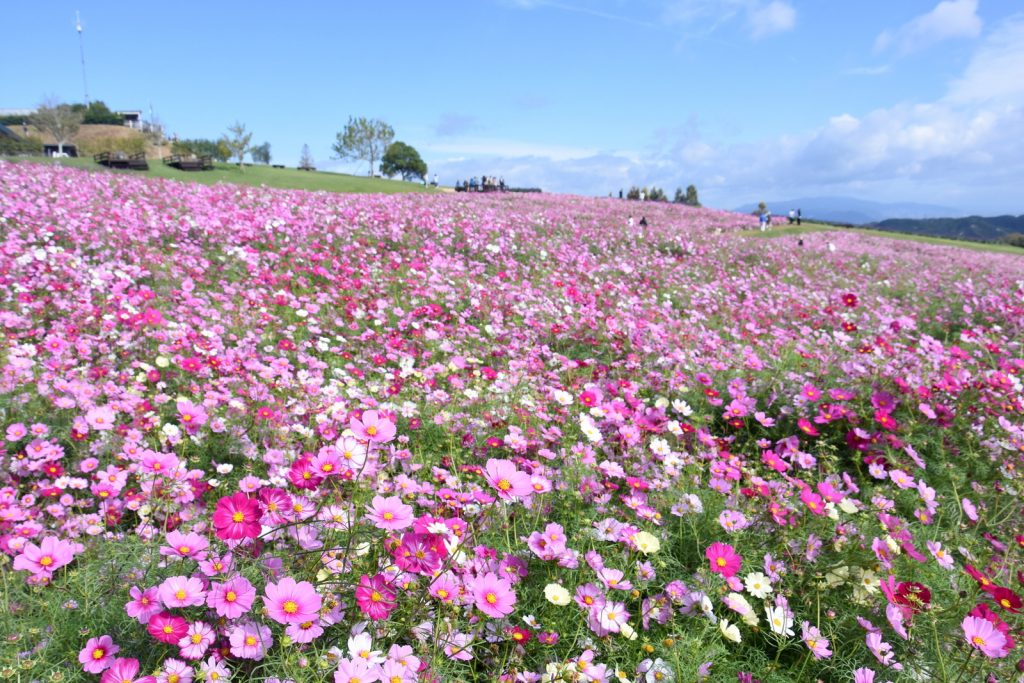 コスモスが見頃を迎えた「あわじ花さじき」