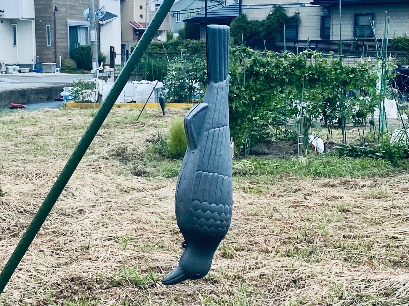カラスの“いけにえ”!? 「近づいたらあんな目にあうぞ！」←カラスの