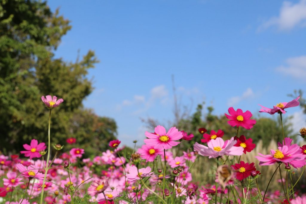 コスモスが見頃　神戸どうぶつ王国の「お花畑」