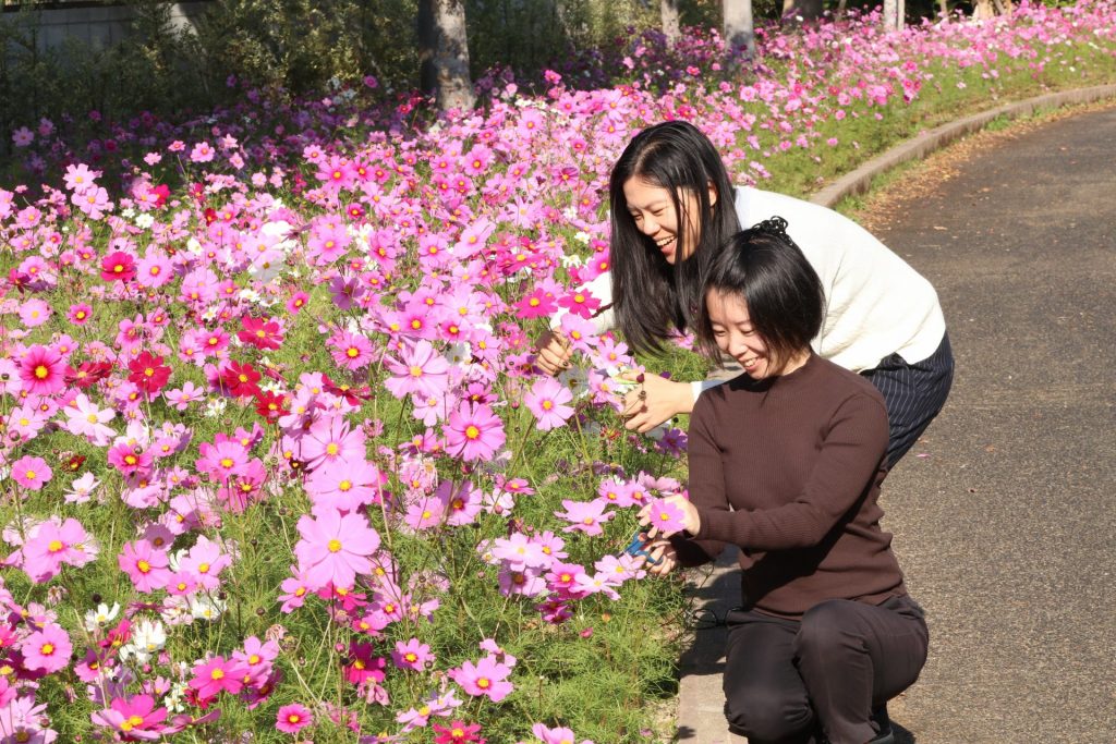 神戸どうぶつ王国でのコスモス摘み取り体験の様子