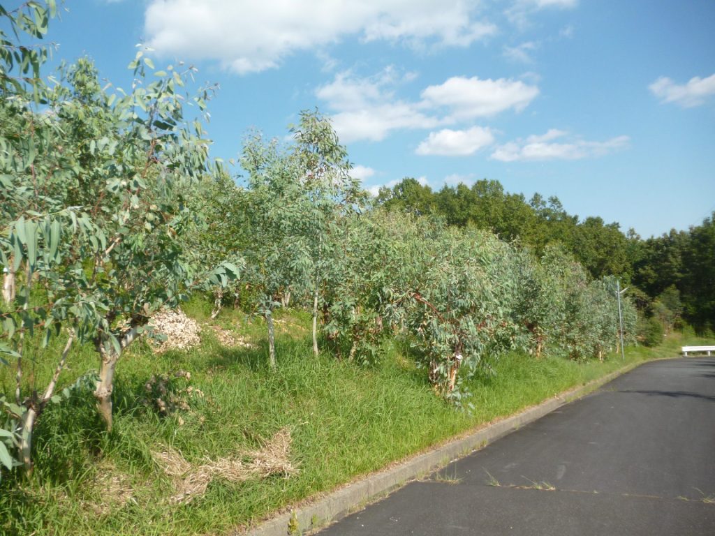 ユーカリ圃場（神戸市西区）（提供：神戸市公園緑化協会）