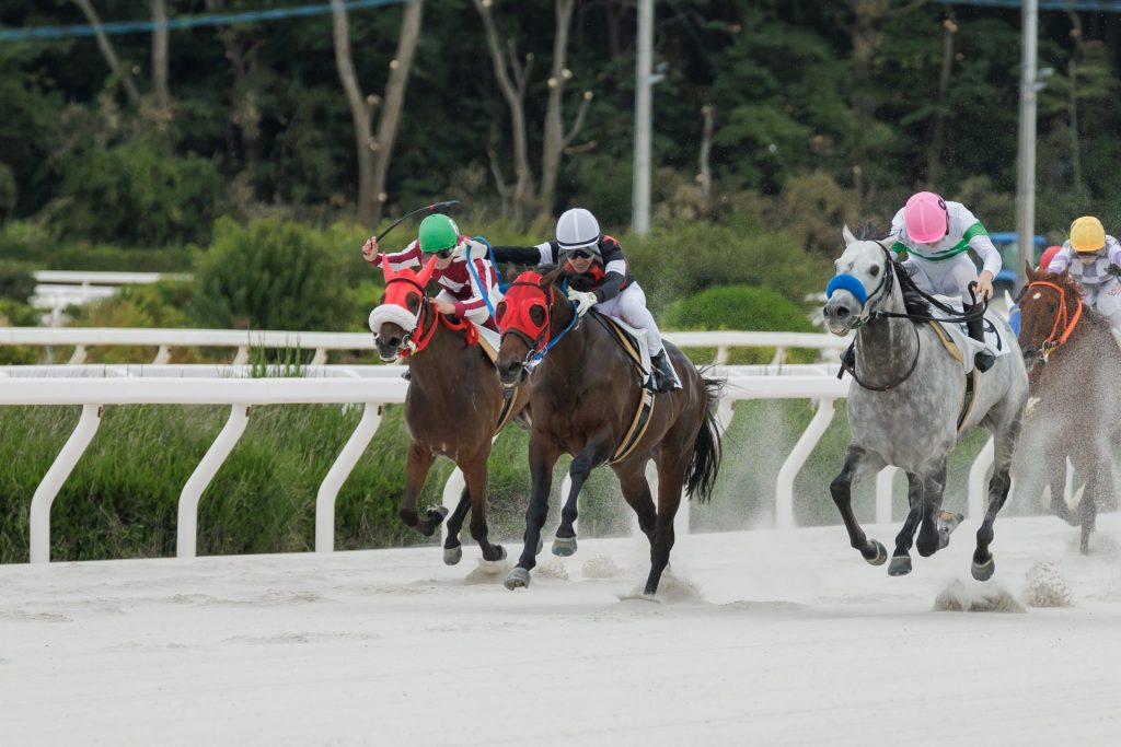 ラー（中央）とメン（左）2024年11月26日6レースにて【提供：兵庫県競馬組合】