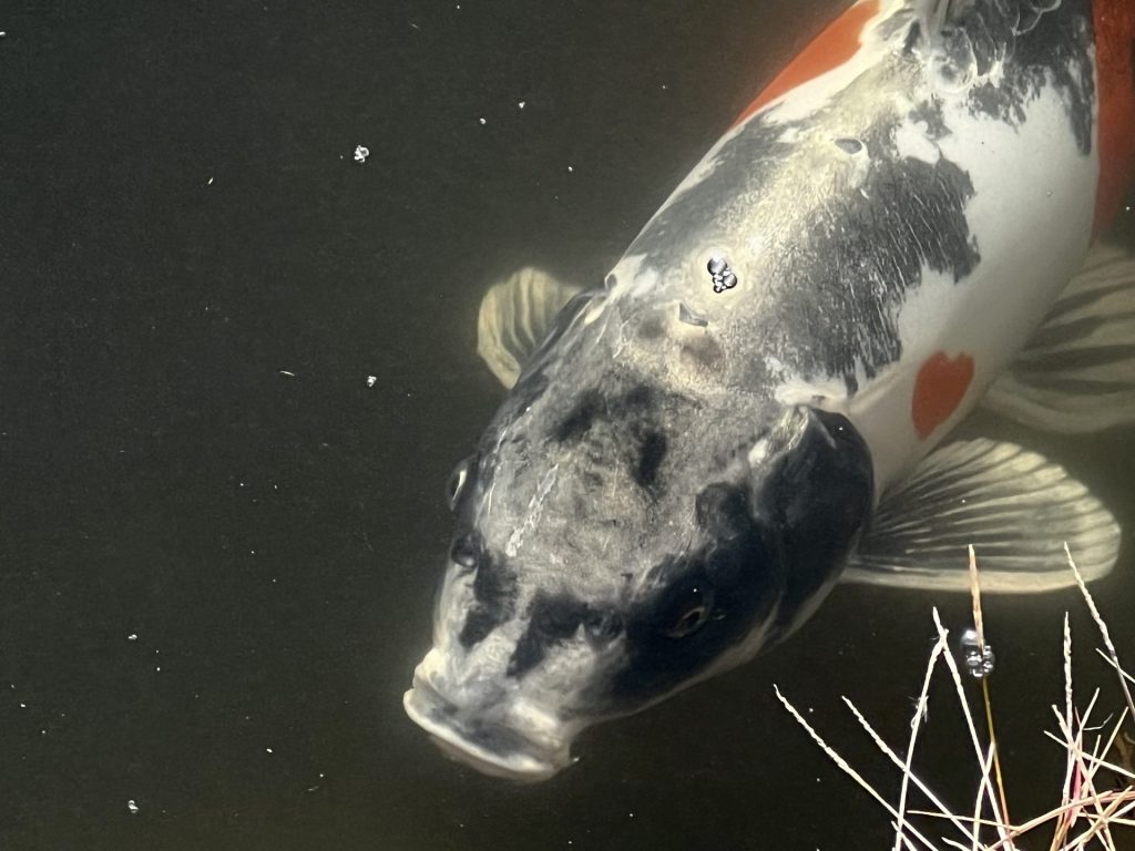 辻川山公園には人面魚も！　提供：福崎町