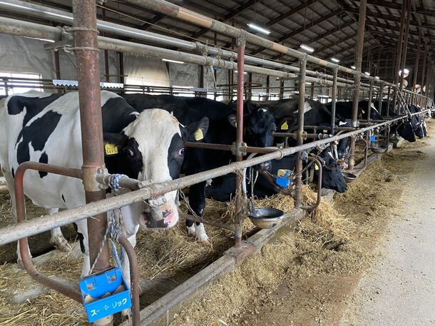 北海道の牧場で育てた保存料など使っていない低温殺菌の牛乳を使用