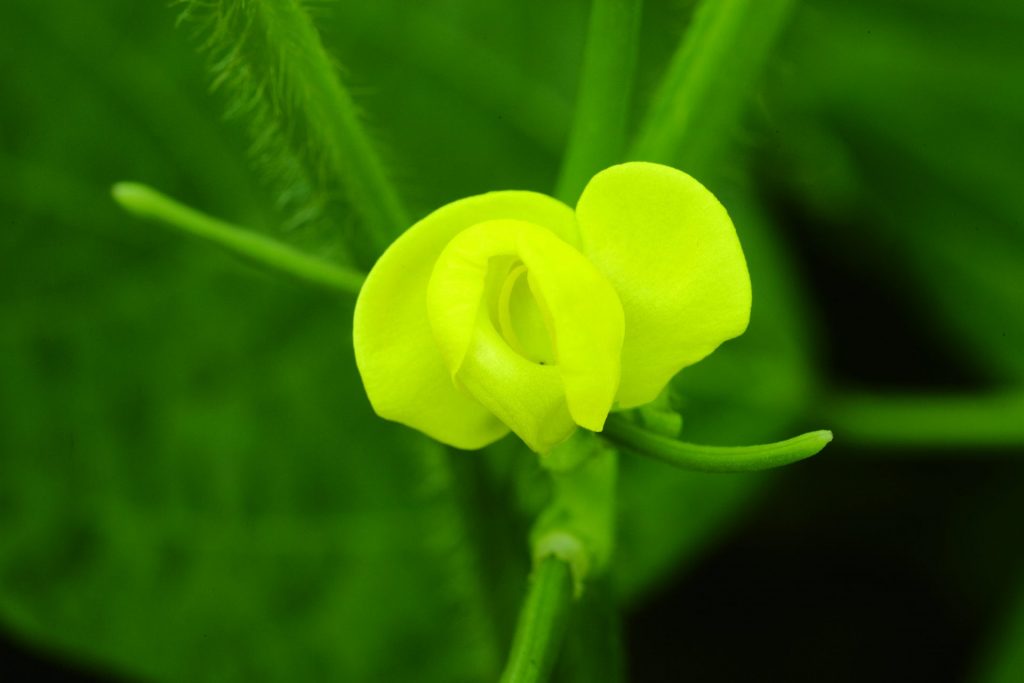 あずきの花　提供：あずきミュージアム