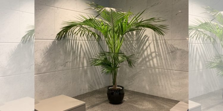 マジで!?　銀行に置いてある観葉植物に意外な役割　「かなり“重要な意味”がある」と防犯のプロ