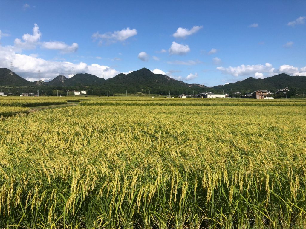 山田田圃　提供：株式会社本田商店