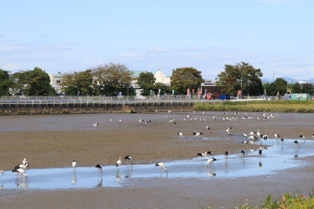 稲美町のため池に飛来した国の特別天然記念物・コウノトリ　巣を作り子育てするペアも（画像提供：稲美町）