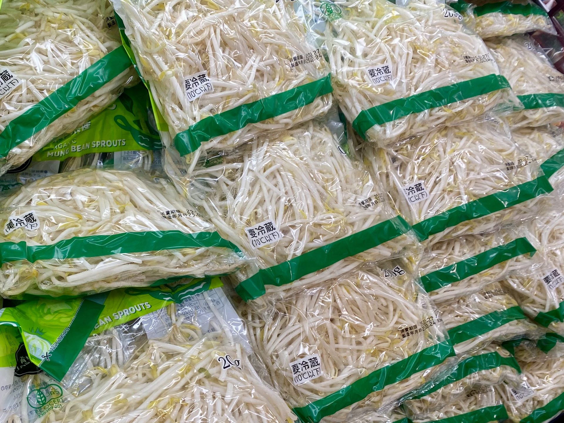 スーパーで買った『もやし』を土に植えて育ててみたら 数週間後