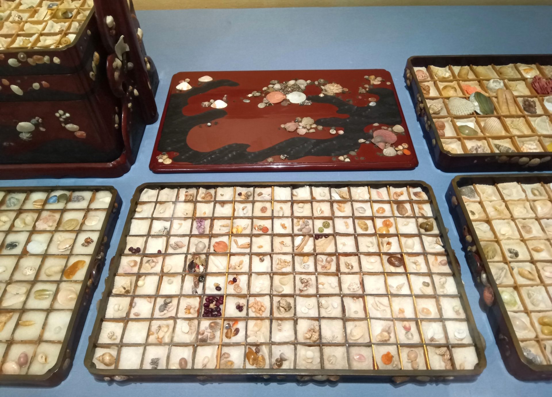 沼”にハマった人々の足跡、図鑑に載った標本、謎の採集道具も 大阪市立