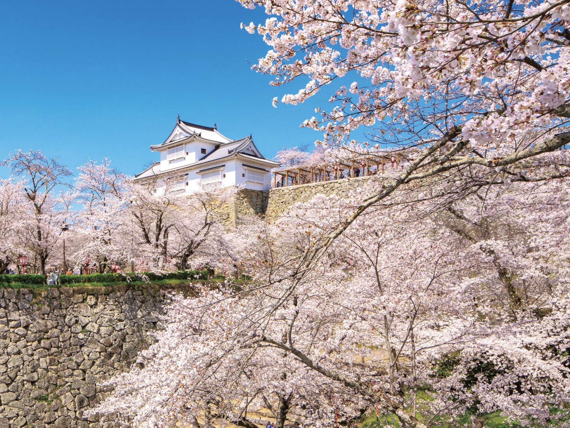 上空20mから桜を見下ろす!? 「津山さくらまつり」 夜桜のライトアップ