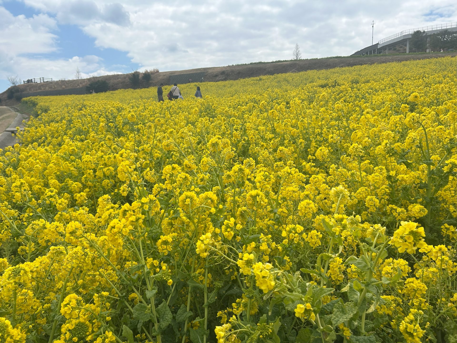 取材レポート】開花間近のチューリップと壮観の菜の花に、春の訪れを