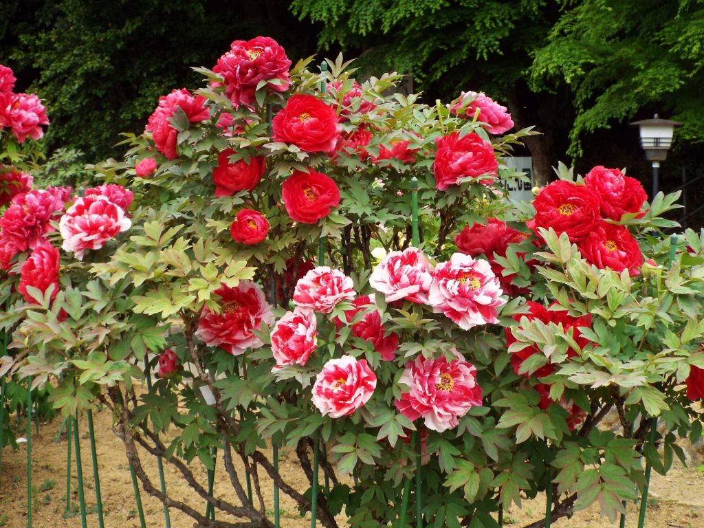 咲き誇る牡丹　提供：東寺真言宗萬勝院