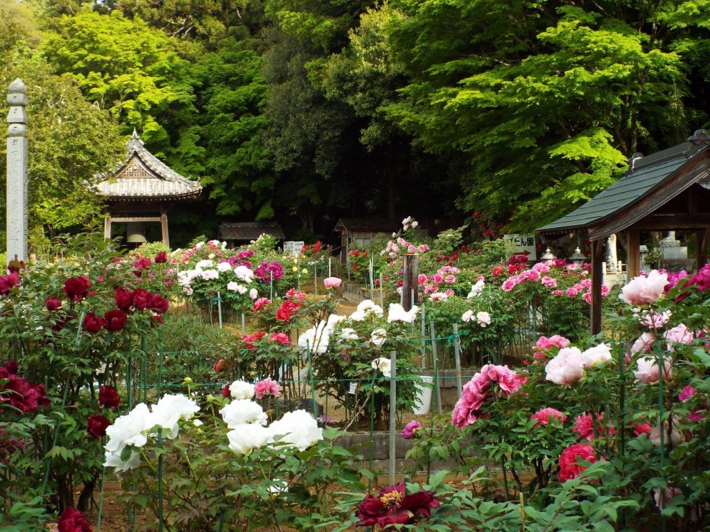 咲き誇る牡丹　提供：東寺真言宗萬勝院