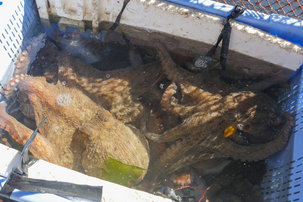 右：水揚げされた明石だこ　提供：一般社団法人明石観光協会