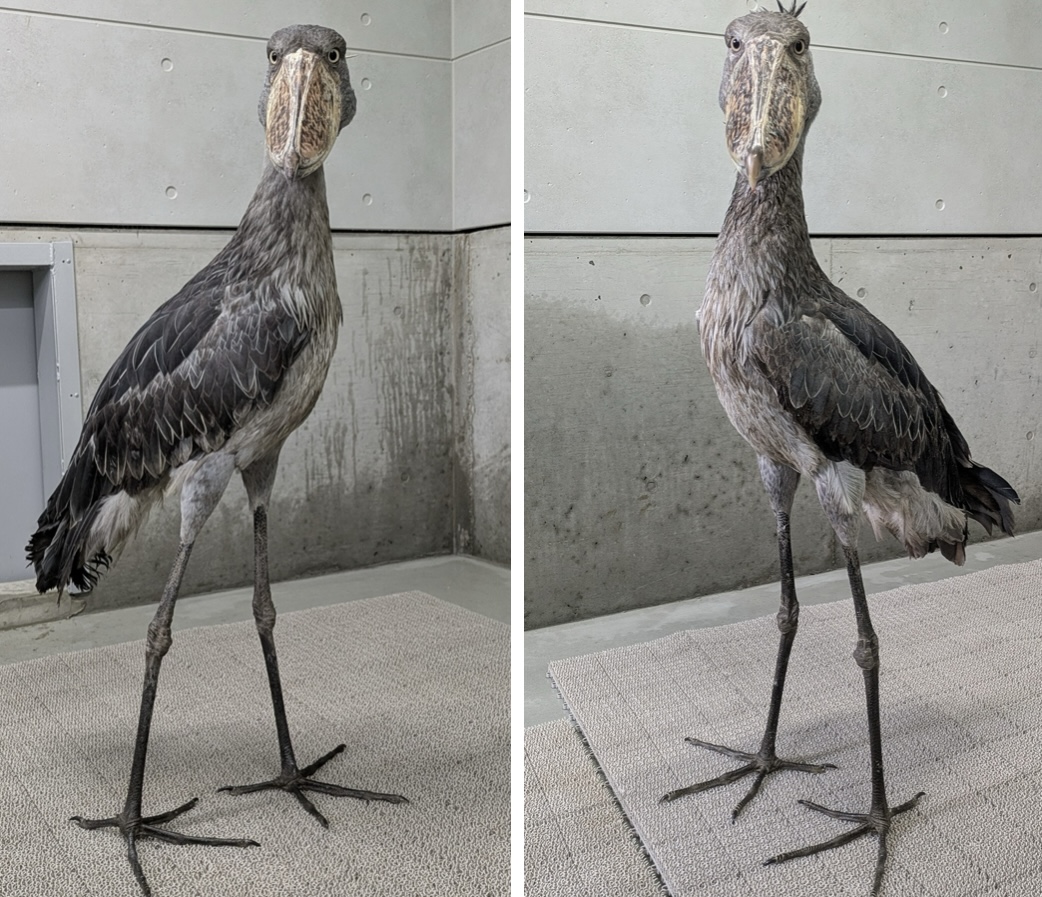 ハシビロコウさま専用ページ BIG NEWS！神戸どうぶつ王国に新たなハシビロコウがやってきた