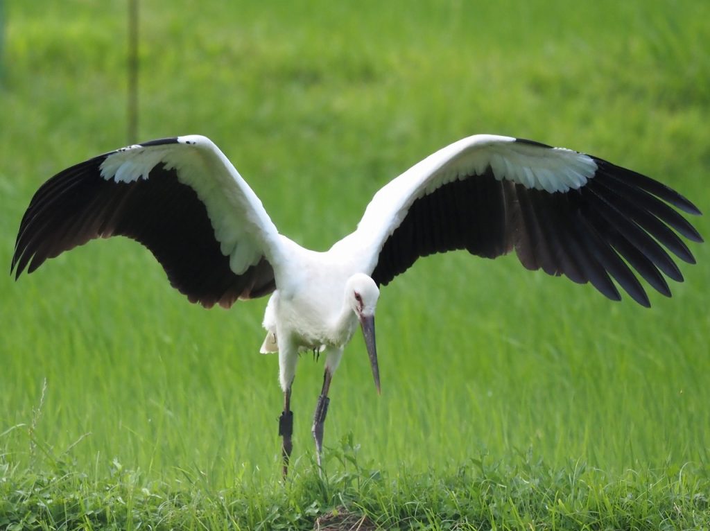 豊岡市・祥雲寺巣塔で巣立ちした幼鳥（7月3日）　画像提供：兵庫県立コウノトリの郷公園