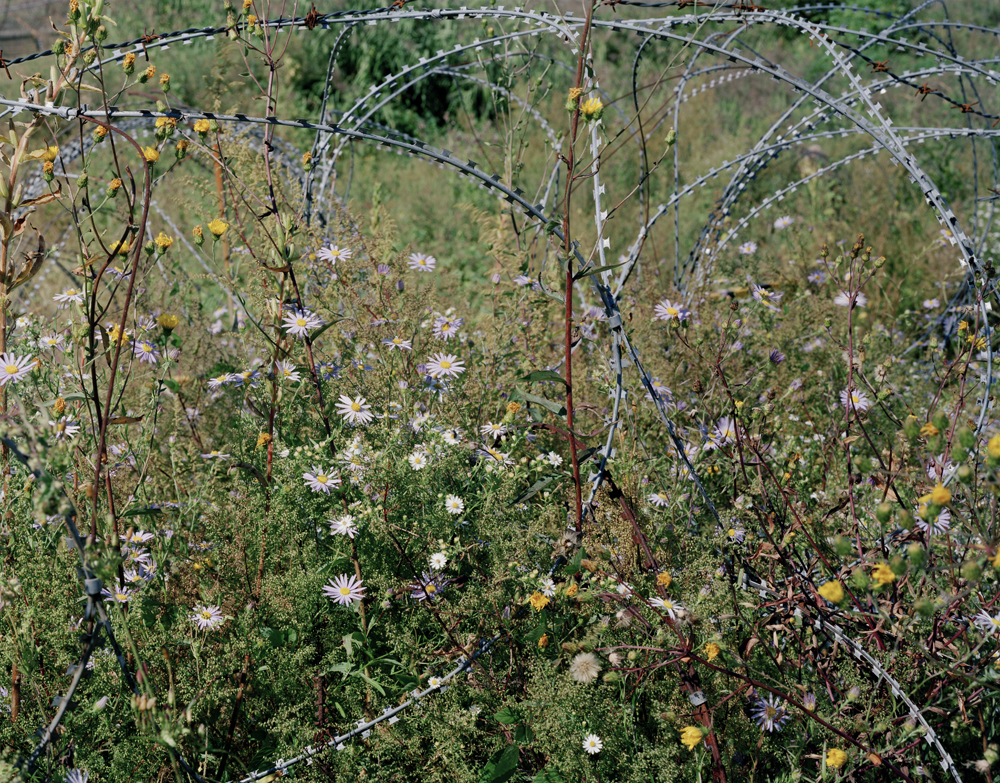 米田知子『絡まった有刺鉄線と花（非武装地帯近く・チョルウォン・韓国）1』2015年　発色現像方式印画　作家蔵　Copyright the artist Courtesy of ShugoArts
