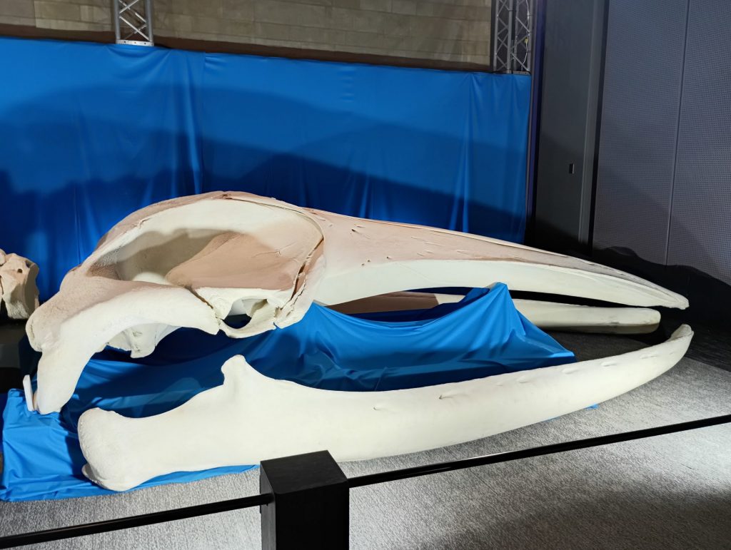 ナガスクジラ　福井県立恐竜博物館蔵