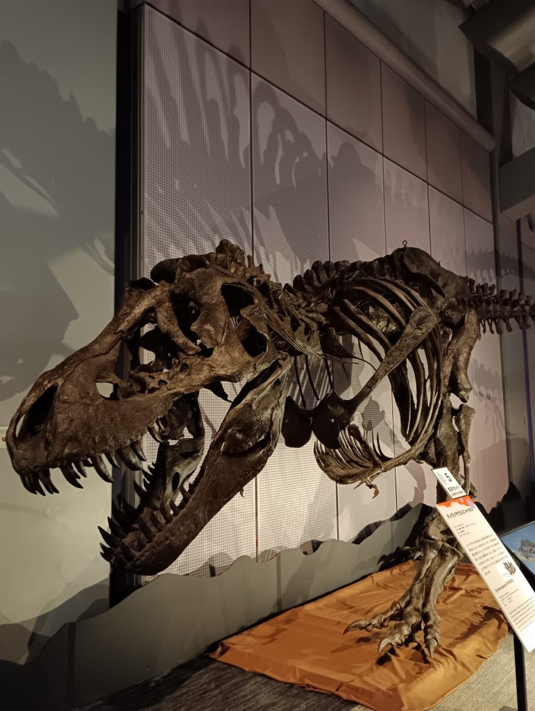 ティラノサウルス　WYREX