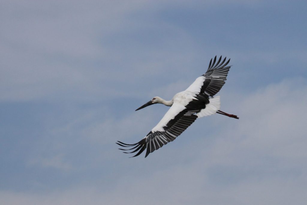 大空を舞う、国の特別天然記念物・コウノトリ（画像提供：豊岡市）