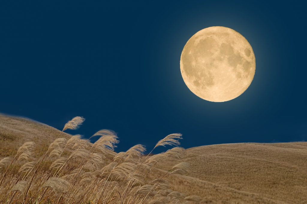 ススキと月　イメージ