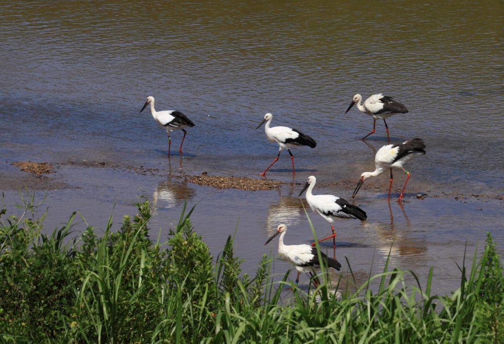 コウノトリの野生復帰への取り組みとして、初めての放鳥から20年が経過。県内外で姿を見られるようになった（画像提供：豊岡市）