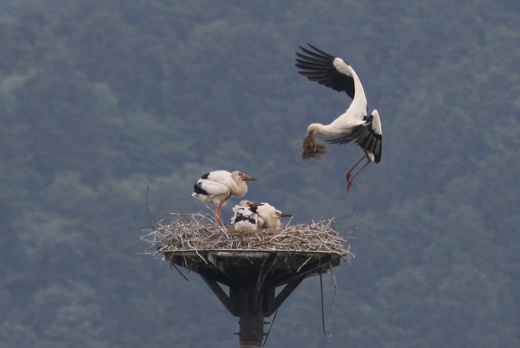 人工の巣塔に巣を作り、子育てをするコウノトリ（画像提供：豊岡市）