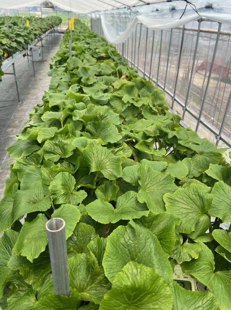 姫路わさび栽培の様子　提供：有限会社夢前夢工房