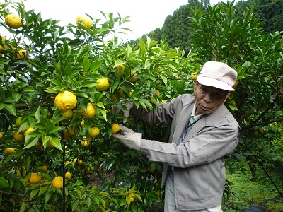 横野さん（提供：農事組合法人安富ゆず組合）