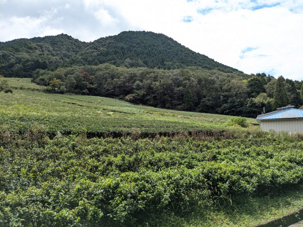 茶畑の様子