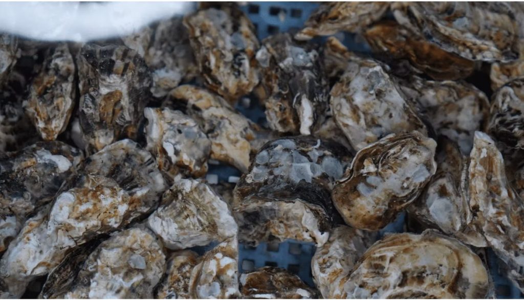 資材となる牡蠣殻　提供：未来図ファーム株式会社