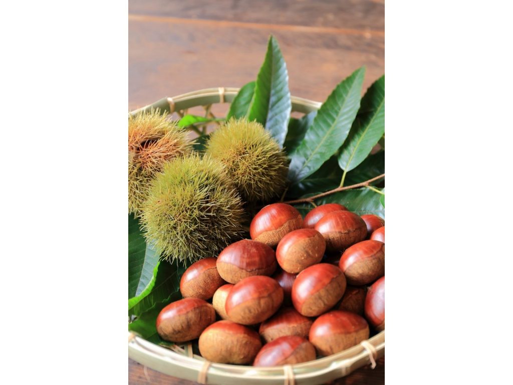 丹波地域の秋の味覚「丹波栗」（画像提供：丹波市）
