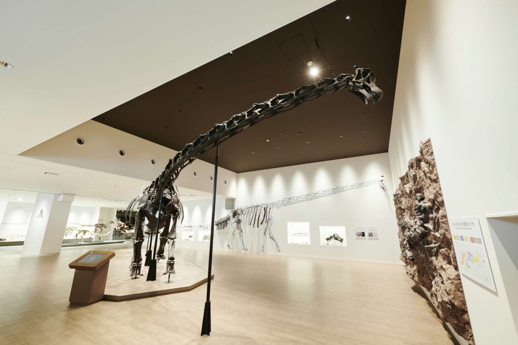 2025年7月にリニューアルオープンした「たんば恐竜博物館」約15メートルの丹波竜の全身骨格が展示されている（画像提供：丹波市）