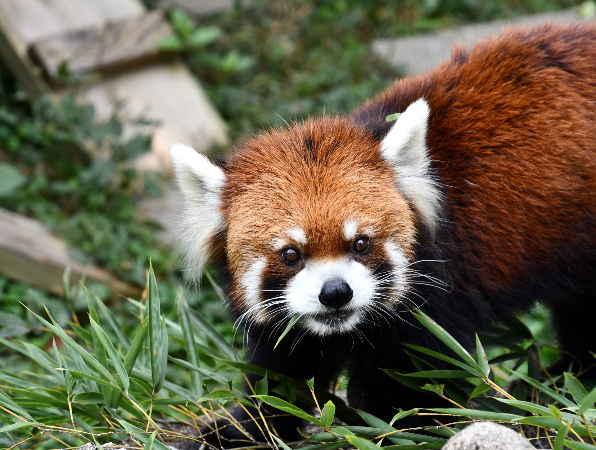 神戸市立王子動物園のシセンレッサーパンダ、老衰死 21歳、国内2番目の