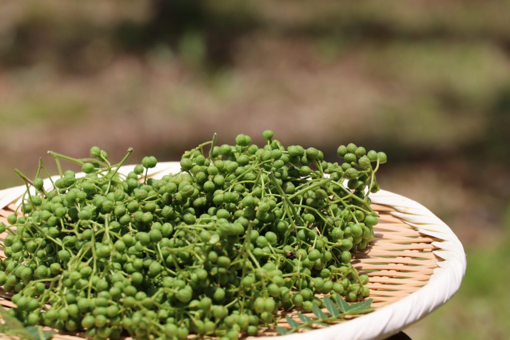 養父市特産の「朝倉山椒」大粒でまろやかな味わいと爽やかな香りが特徴（画像提供：養父市）
