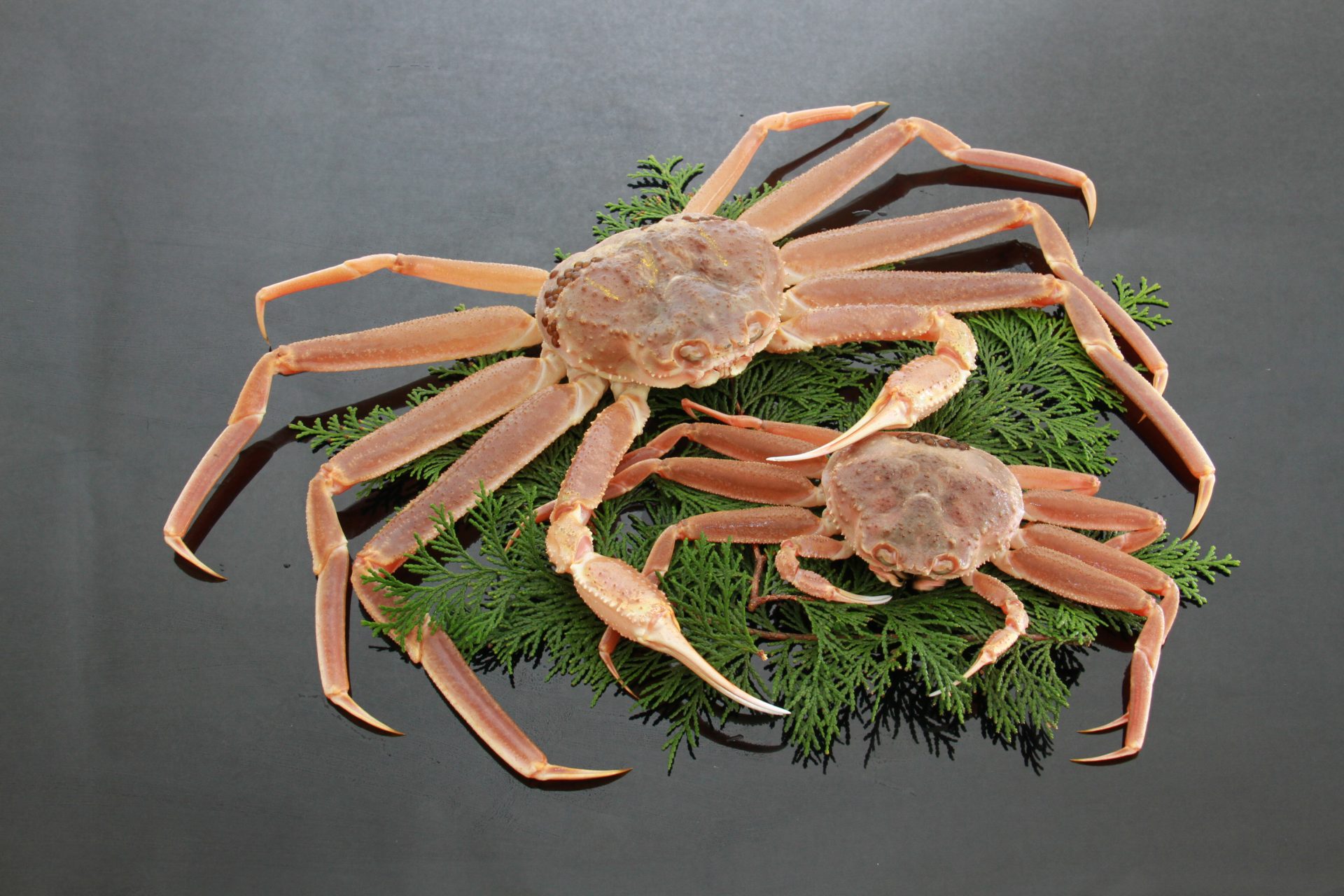 鳥取県】冬の味覚「松葉ガニ」漁解禁で港や市場にぎわい見せる 期間