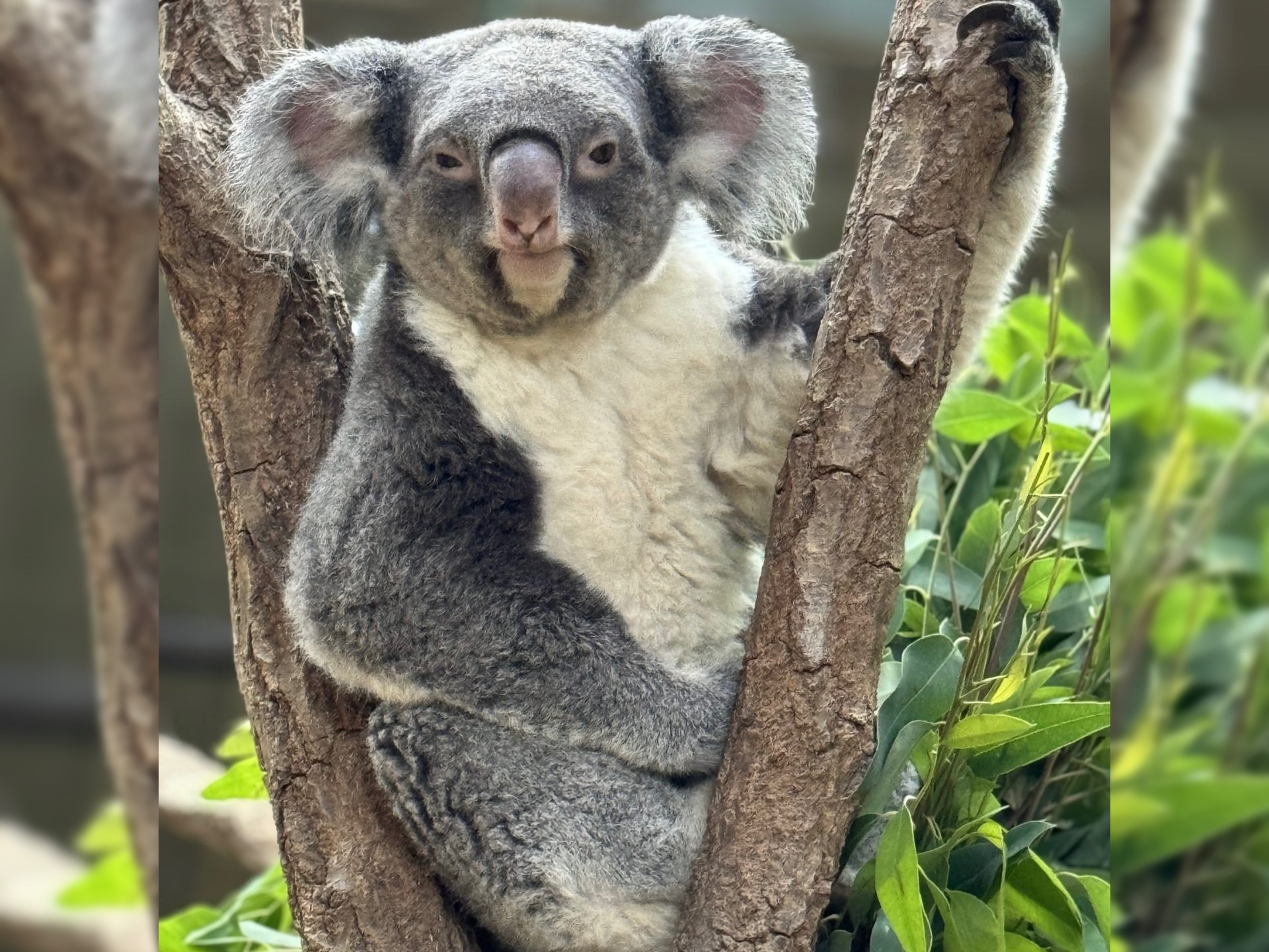 全国7施設でしか見られない？絶滅危惧動物「コアラ」 兵庫・神戸の王子