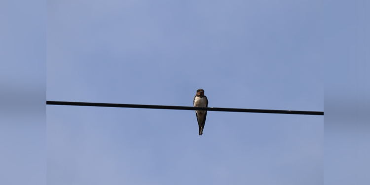 【#げっくり】電線に止まる鳥←なぜ感電しない?「電線への触れ方がポイント」「人間は確実に感電」と大学教授